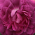 Violet - Trandafir gallica - Cardinal de Richelieu